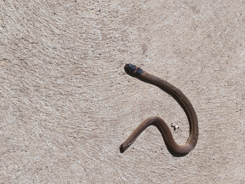 Eastern Brown Snake sighting
