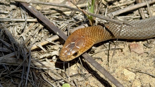 Eastern Brown Snake sighting