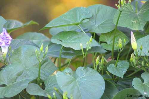 Garden Morning Glory