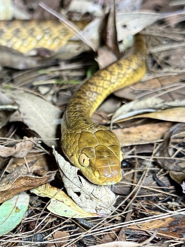 Brown Tree Snake sighting