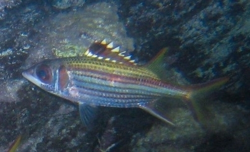 Spotfin Squirrelfish — seen at this dive site