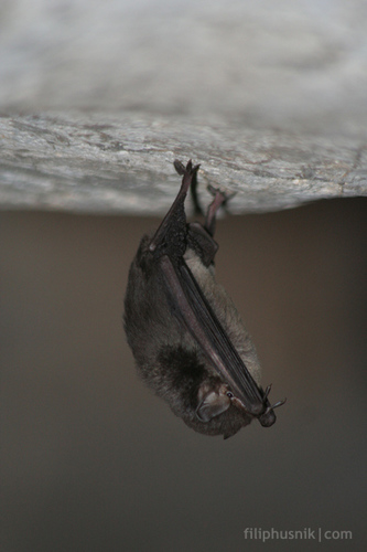 Manavil Long-fingered Bat (Miniopterus manavi), listed as Least Concern on the IUCN Red List