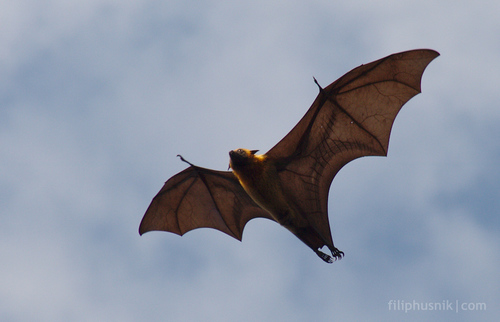 Madagascan Flying-fox