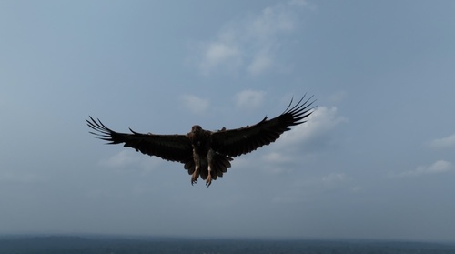 Palm-nut Vulture