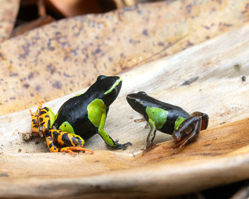 Baron's Mantella