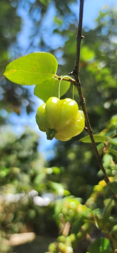 Surinam cherry
