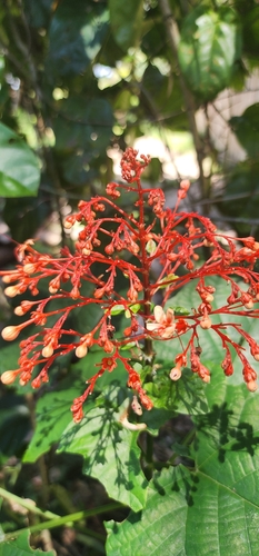 Pagoda Flower