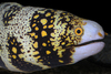 Snowflake Moray - Photo (c) saturdaze, all rights reserved, uploaded by saturdaze