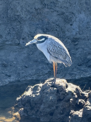 iNaturalist observation photo of Yellow-crowned Night Heron