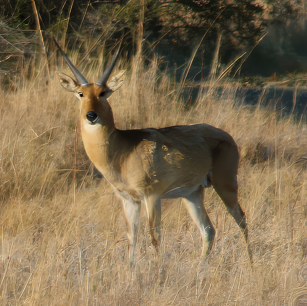 Common Reedbuck from Caprivi, Namibie on June 21, 2024 at 08:24 AM by ...