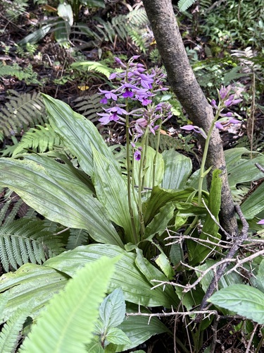 Calanthe sylvatica