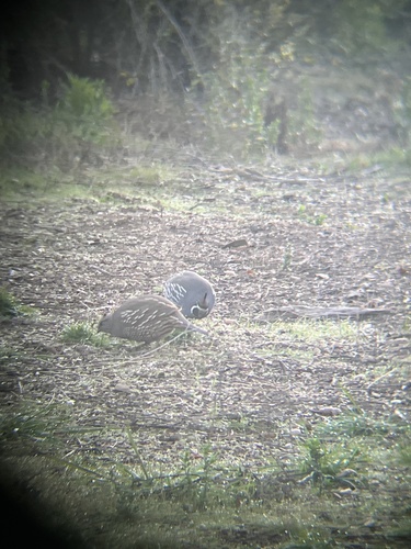 iNaturalist observation photo of California Quail