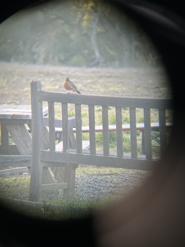 iNaturalist observation photo of American Robin
