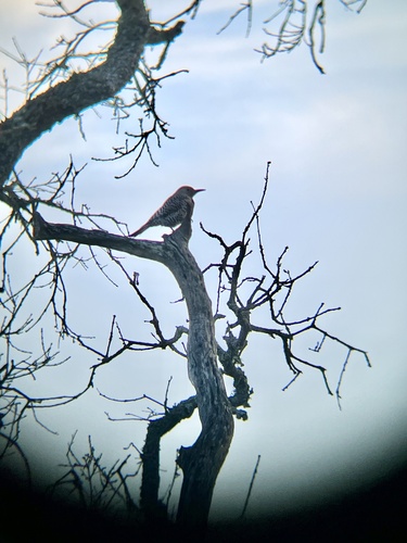 iNaturalist observation photo of Northern Flicker