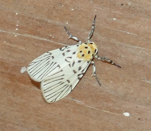 Miltochrista rhipiptera