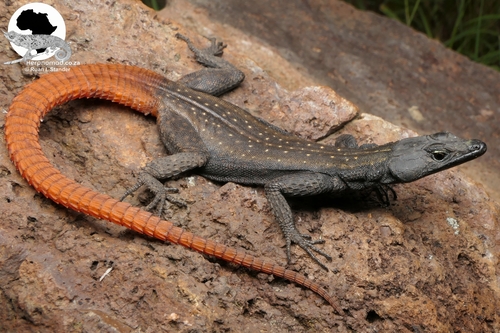 Platysaurus lebomboensis Jacobsen, 1994