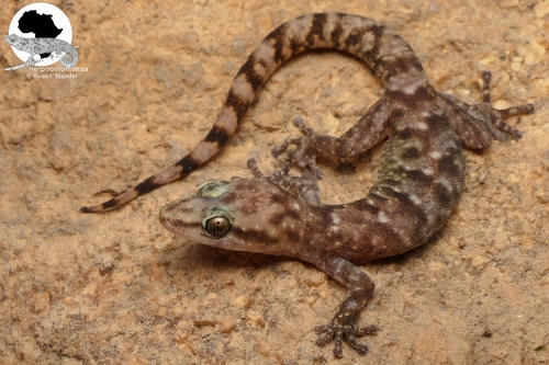 Pongola Rock Gecko