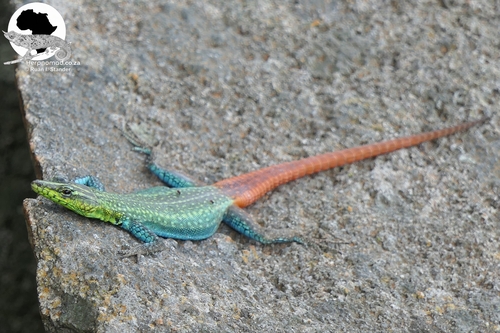 Platysaurus intermedius natalensis