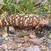 Gila Monster - Photo (c) Michael Jacobi, all rights reserved, uploaded by Michael Jacobi