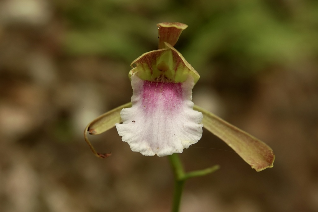 Eulophia pauciflora (Eulophia pauciflora)