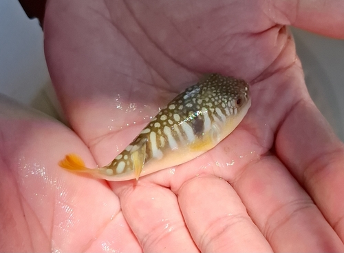 Takifugu oblongus (Bloch, 1786)