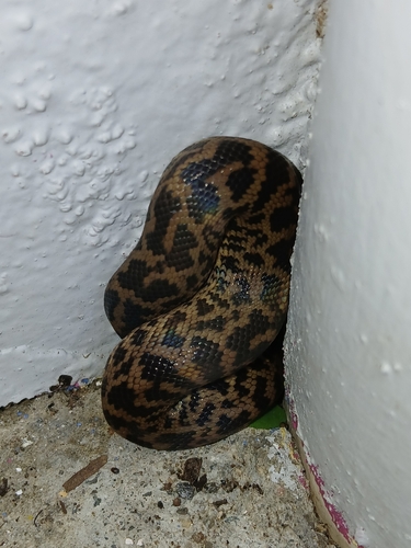 Spotted Python sighting