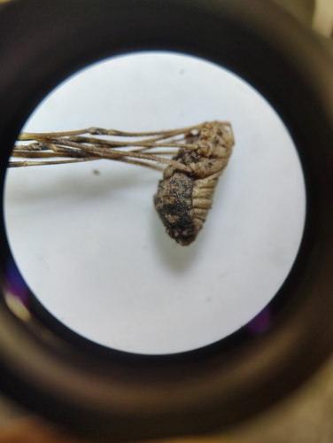 Trachyrhinus marmoratus