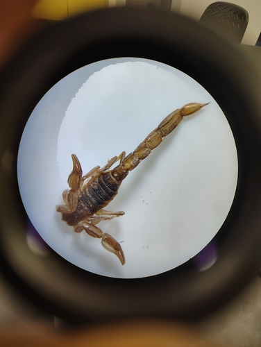 Lesser Stripetail Scorpion