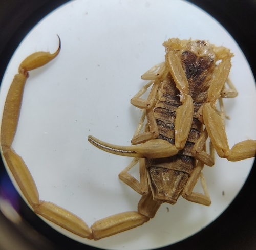 Striped Bark Scorpion