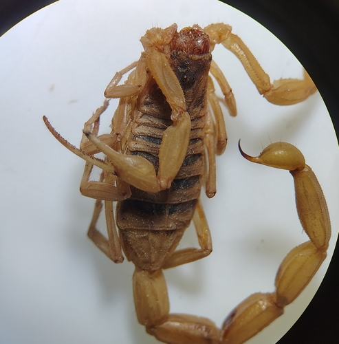 Striped Bark Scorpion