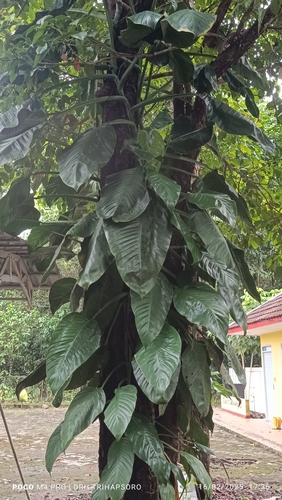 Epipremnum ceramense