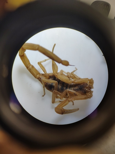 Striped Bark Scorpion