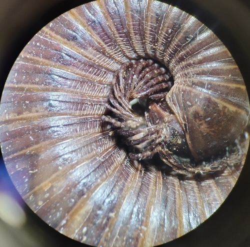 Desert Millipede
