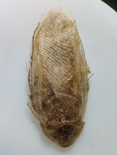 Boll’s Sandroach