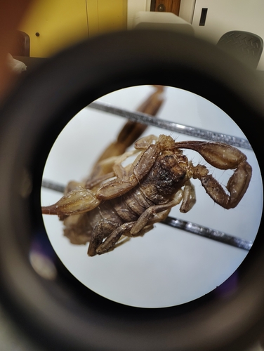 Thick-handed Scorpion