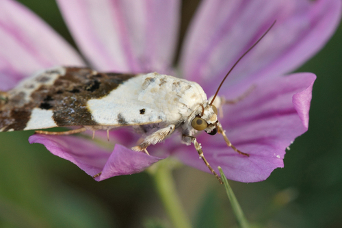 Pale Shoulder