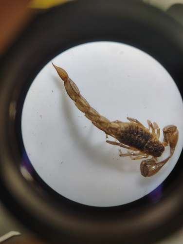 Lesser Stripetail Scorpion