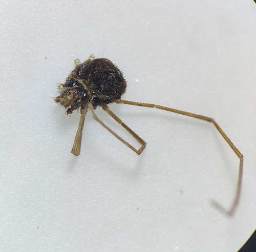 Trachyrhinus marmoratus