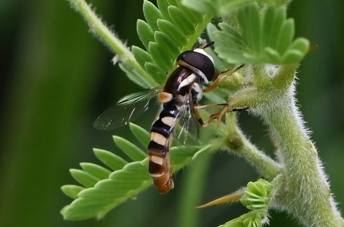 Epauletted Hover Fly