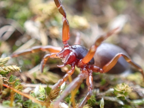 Dysdera fuscipes