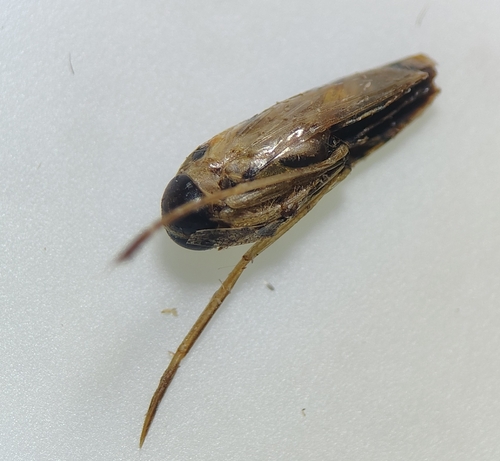 Buenoa