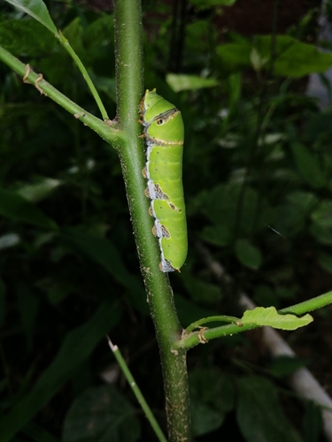 Lime Swallowtail