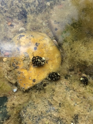 River Nerite