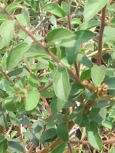 Bluebush