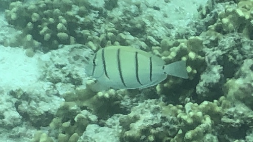 Convict Surgeonfish — seen at this dive site