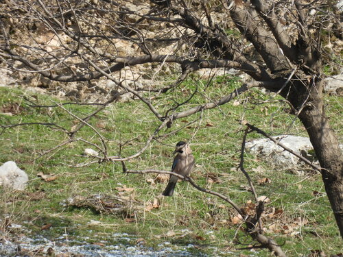 Eurasian Jay
