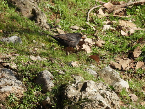 Eurasian Blackbird