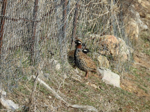 Black Francolin