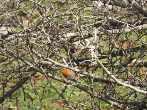European Robin