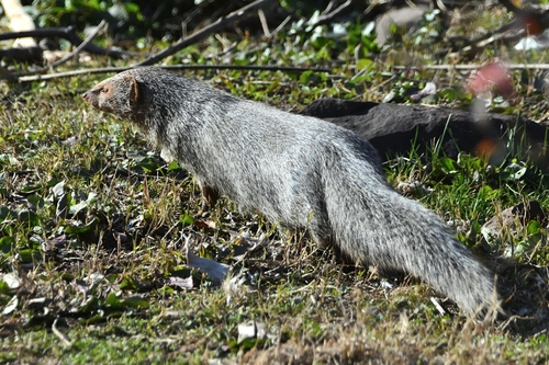Indian Grey Mongoose